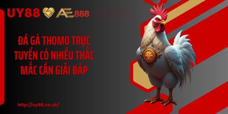 Đá Gà Thomo Trực Tuyến UY88 - 4 Bước Vào Sảnh Nhanh - playrocket.sbs