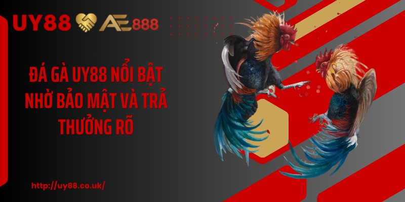 Đá Gà UY88: 4 Hình Thức Cược Hấp Dẫn Cho Hội Viên Mới - playrocket.sbs